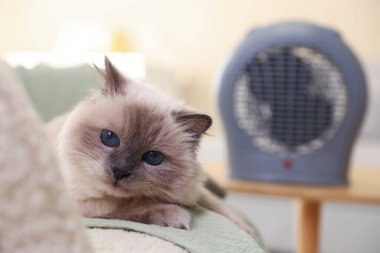 Kanepede sevimli bir kedi ve evdeki elektrikli vantilatör ısıtıcısı, yakın çekim. Metin için boşluk