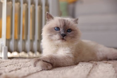 Adorable cat warming near electric heater on carpet at home, closeup