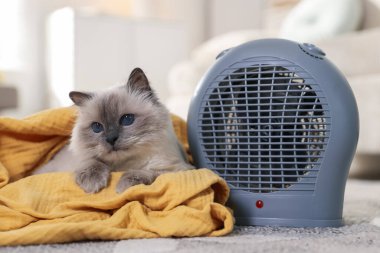 Evdeki halının üzerinde elektrikli pervane ısıtıcısının yanında battaniye ısıtan sevimli bir kedi.