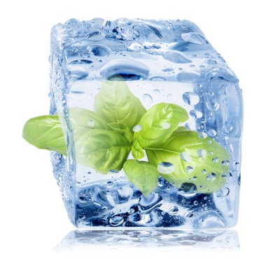 Fresh basil leaves inside ice cube on white background