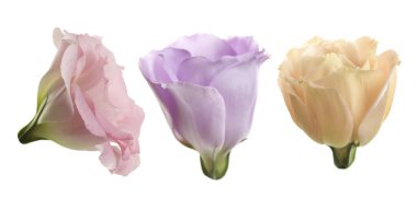 Three eustoma flowers isolated on white, set