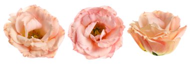 Three eustoma flowers isolated on white, set