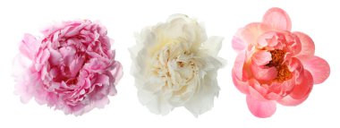 Three peony flowers isolated on white, set
