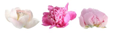 Three peony flowers isolated on white, set