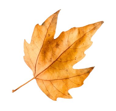 One dry maple leaf isolated on white. Autumn season