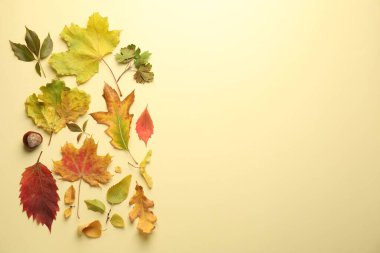Bej arka planda güzel sonbahar yaprakları, düzlük. Metin için boşluk