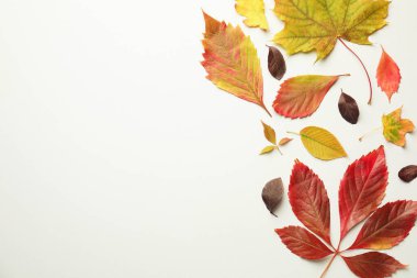 Beautiful autumn leaves on white background, flat lay. Space for text