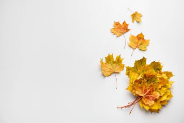 Beyaz arka planda kuru sonbahar yaprakları, düz bir zemin. Metin için boşluk
