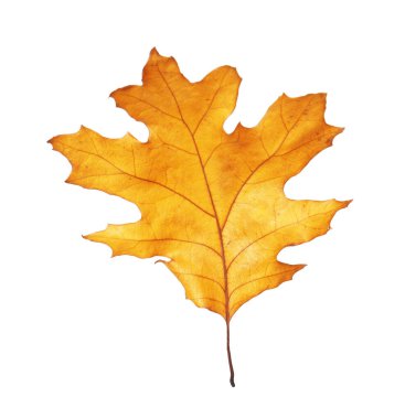 One beautiful dry leaf isolated on white. Autumn season