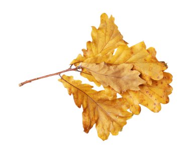 Branch with dry oak leaves isolated on white. Autumn season