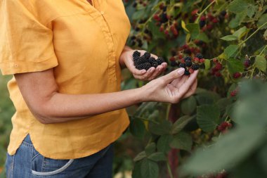 Bahçedeki çalılıklardan olgun böğürtlen toplayan yaşlı kadın, yakın plan.