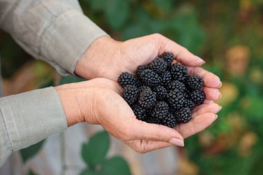 Bahçede olgun böğürtlenleri tutan yaşlı kadın, yakın plan.