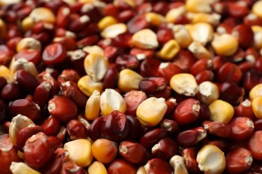 Kernels of red and yellow corn as background, closeup