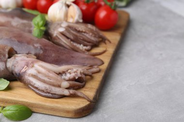 Fresh raw squids with basil on grey table, closeup. Space for text