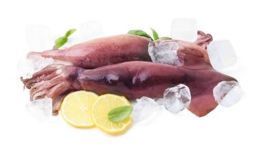 Raw squids, ice cubes, lemon slices and basil isolated on white