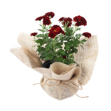 Beautiful potted chrysanthemum plant with red flowers wrapped in burlap cloth isolated on white