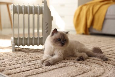 Adorable cat warming near electric heater on carpet at home, closeup