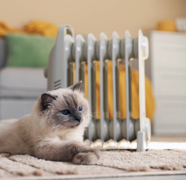 Adorable cat warming near electric heater on carpet at home