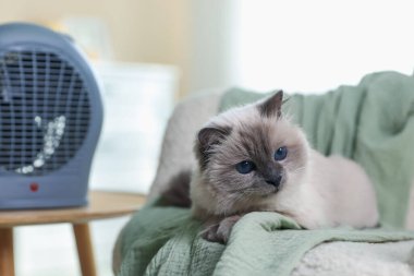Adorable cat on sofa and electric fan heater at home, closeup