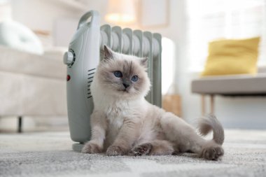 Adorable cat warming near electric heater on carpet at home