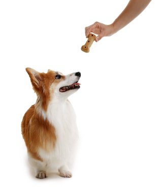 Lezzetli kemik şekilli köpek kurabiyesini beyaz arka planda Galli Corgi 'sine veren kadın.