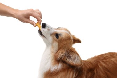 Lezzetli kemik şekilli köpek kurabiyesini beyaz arka planda Galli Corgi 'sine veren kadın.