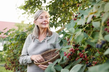 Bahçedeki çalılıklardan olgun böğürtlen toplayan yaşlı kadın.