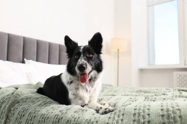 Evcil hayvan dostu otel. Yatakta sevimli bir köpek, mesaj için de yer var.