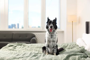 Evcil hayvan dostu otel. Yatakta sevimli bir köpek, mesaj için de yer var.