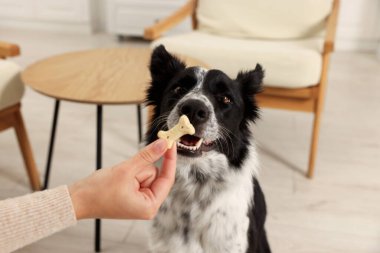Bir kadın tatlı kemik şekilli köpek kurabiyesini sevimli Collie 'sine veriyor.