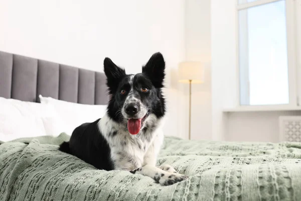 Evcil hayvan dostu otel. Yatakta sevimli bir köpek, mesaj için de yer var.