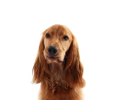 Beyaz arka planda sevimli İngiliz Cocker Spaniel köpeği