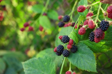 Bush with ripe and unripe blackberries in garden, closeup. Space for text