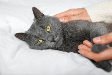 Güzel gri kedisi olan bir kadın evde, yakın plan.