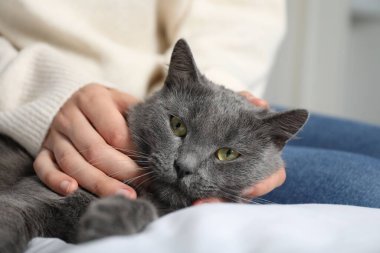 Güzel gri kedisi olan bir kadın evde, yakın plan.