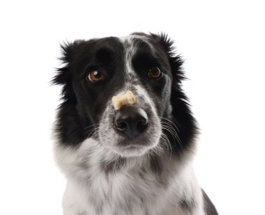 Beyaz arka planda lezzetli kemik şekilli köpek kurabiyeli Sınır Collie 'si