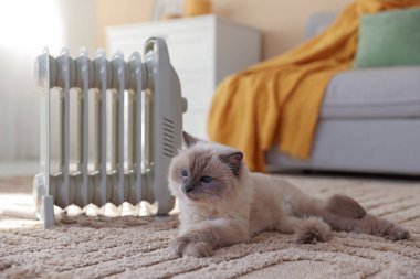 Adorable cat warming near electric heater on carpet at home