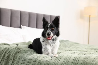 Evcil hayvan dostu otel. Yatakta tatlı bir köpek var.