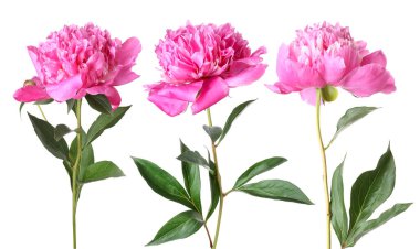 Beyaz üzerine izole edilmiş üç pembe şakayık çiçeği.