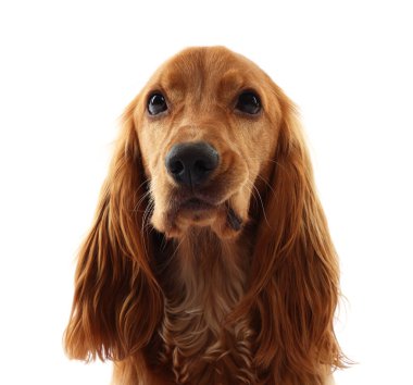 Beyaz arka planda sevimli İngiliz Cocker Spaniel köpeği