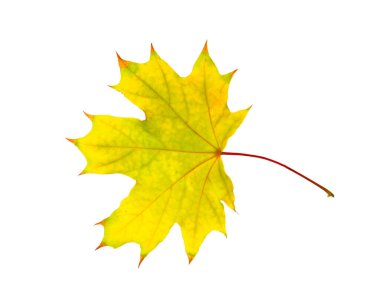 Bir akçaağaç yaprağı beyaza izole edilmiş. Sonbahar mevsimi