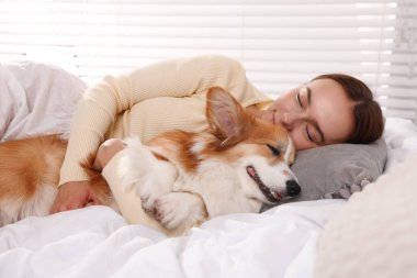 Evcil hayvan dostu otel. Güzel bir kadın yatakta tatlı Galli Corgi köpeğiyle uyuyor.