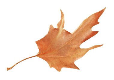 One dry maple leaf isolated on white. Autumn season