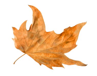 One dry maple leaf isolated on white. Autumn season