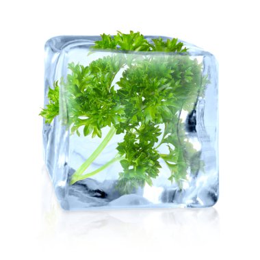 Fresh green parsley in clear ice cube on white background