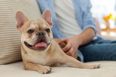 Evdeki kanepede sevimli Fransız buldoguyla oturan adam, yakın plan.