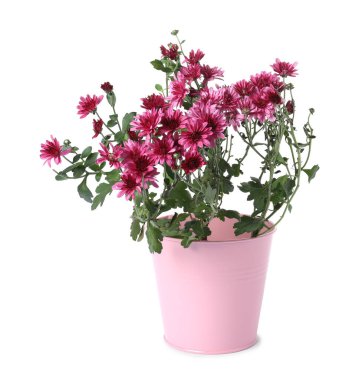 Beyaz tenceredeki güzel pembe kasımpatı çiçekleri.