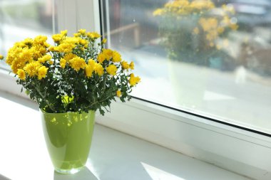 Güzel sarı kasımpatı çiçekleri pencere pervazında, yakın plan. Metin için boşluk