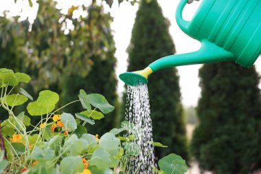 Sunbae, bahçedeki güzel çiçekleri suluyor, yakın plan.