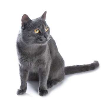 Beyaz arka planda sevimli gri kedi. Sevimli hayvan.